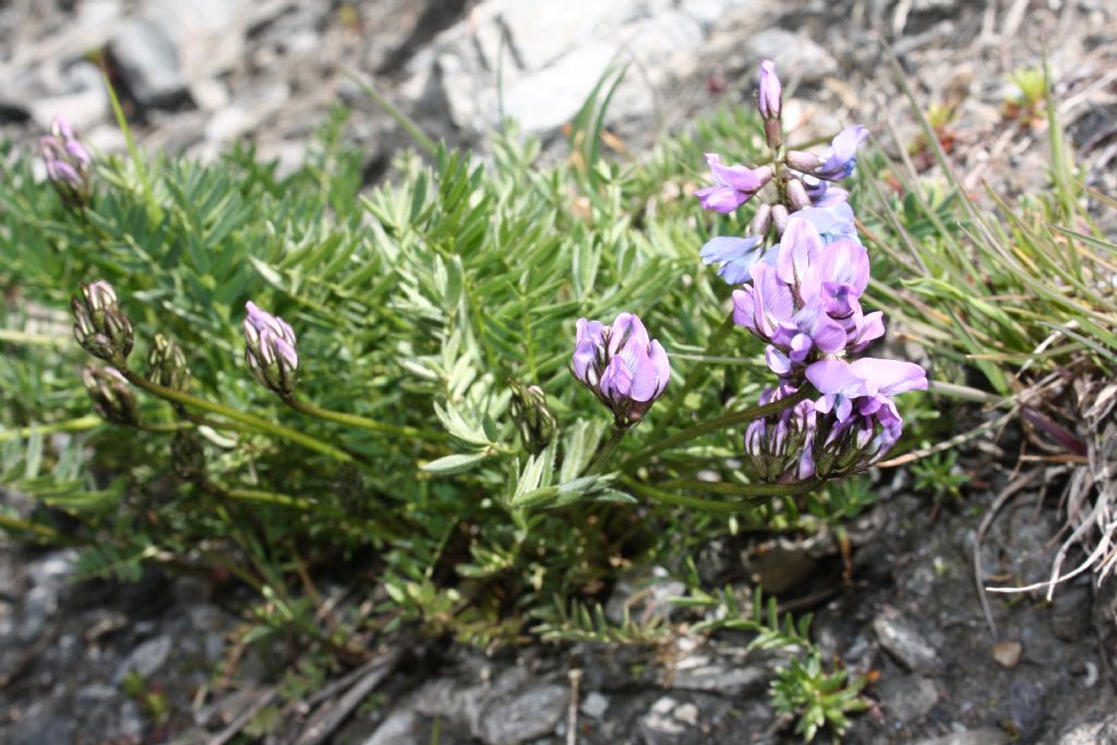 Oxytropis helvetica e Oxytropis neglecta